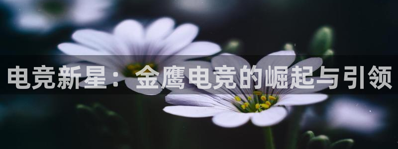 多宝电竞：电竞新星：金鹰电竞的崛起与引领